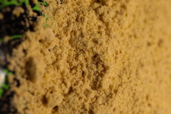 Bockshornklee gemahlen